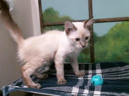 Kitten image 1