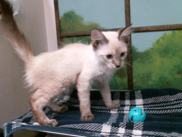Kitten - Siamese