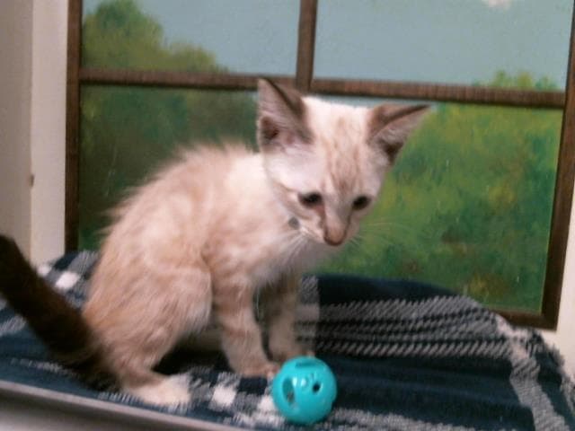 Kitten - Siamese