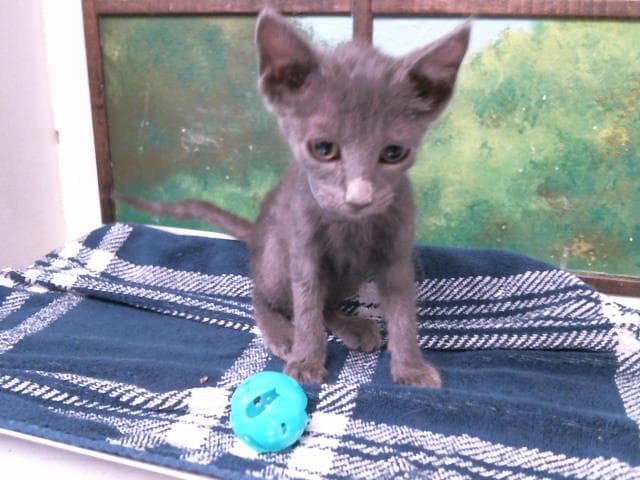 Kitten - Russian Blue