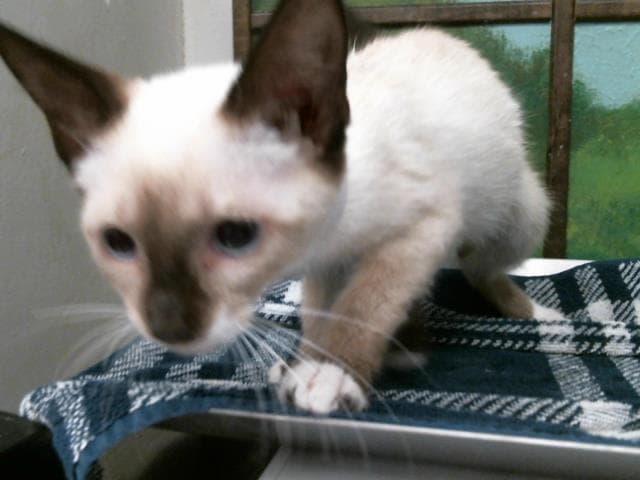Kitten