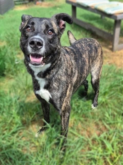 Winston - Staffordshire Bull Terrier