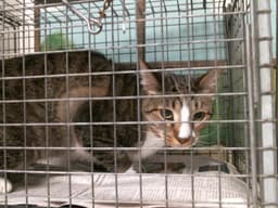 Milo image 1