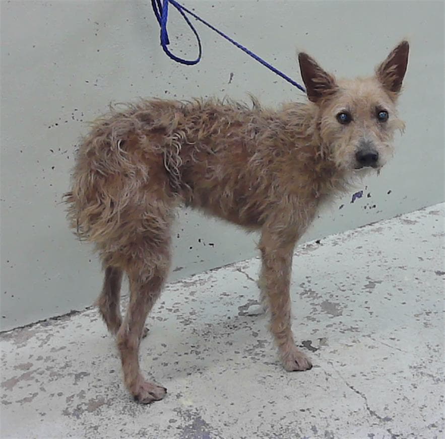 Franie - Australian Terrier