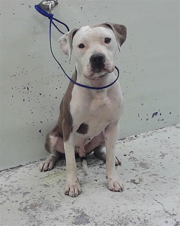 Apollo - Staffordshire Bull Terrier