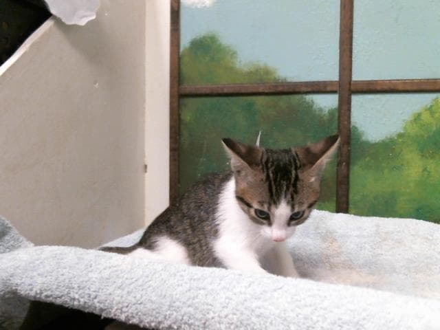 Taz - Domestic Short Hair