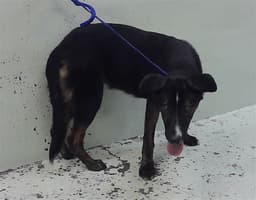 Jessie image 1
