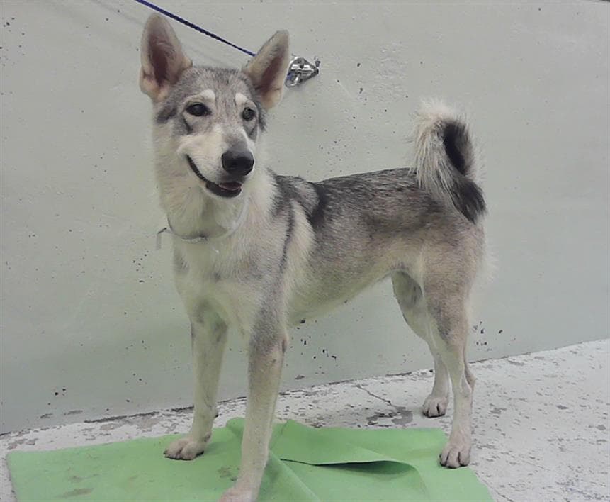 Unknown - Siberian Husky