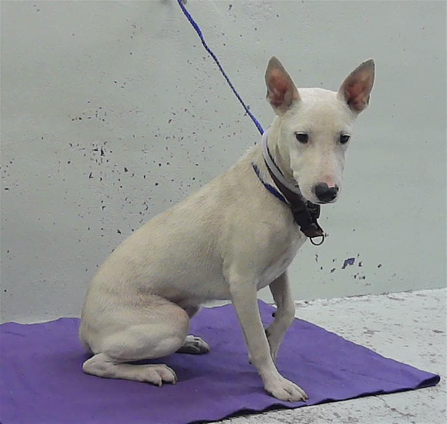 Natalie - Bull Terrier