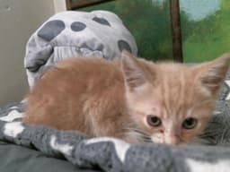 Sandie image 1