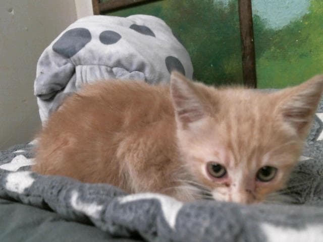 Sandie - Domestic Short Hair