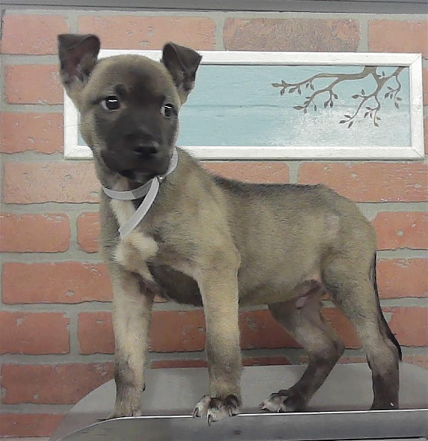 Superman - Staffordshire Bull Terrier