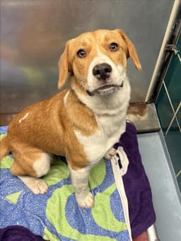 Heart image 1