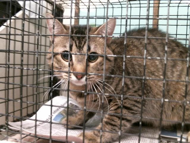 Unknown - Domestic Short Hair