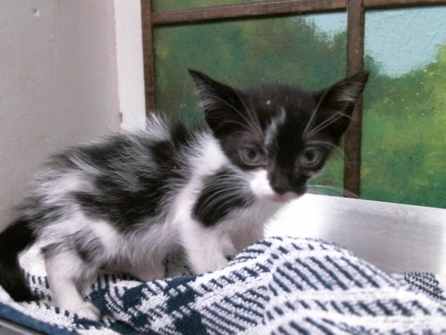 Unknown - Domestic Short Hair