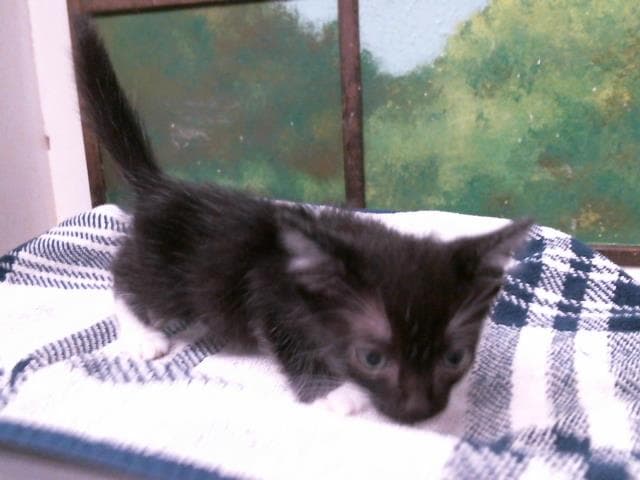 Unknown - Domestic Short Hair