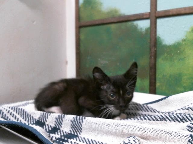 Unknown - Domestic Short Hair