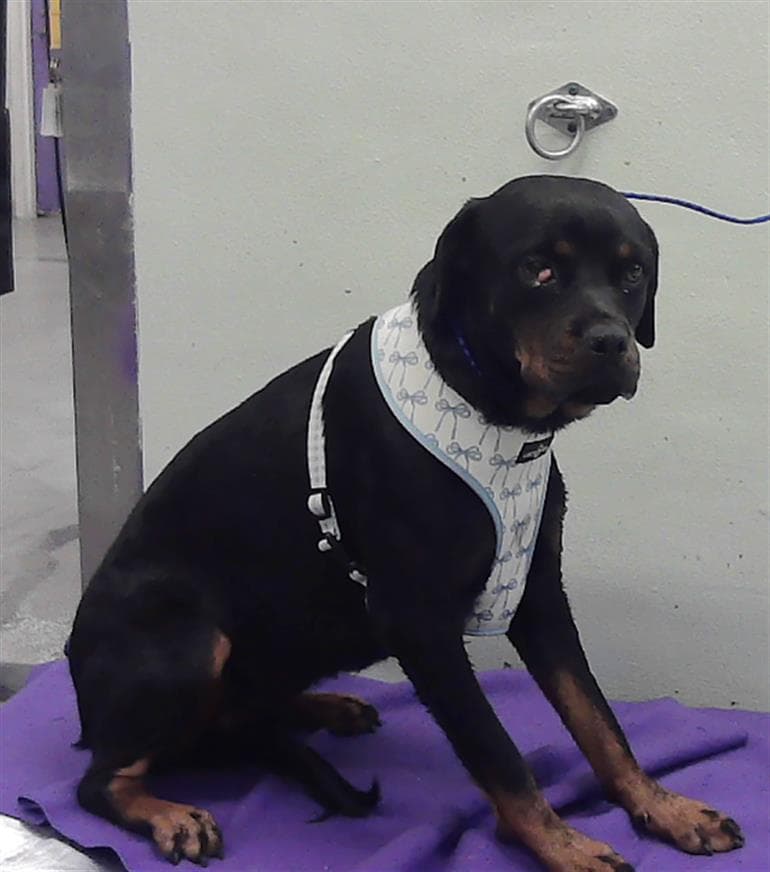Cleo - Rottweiler