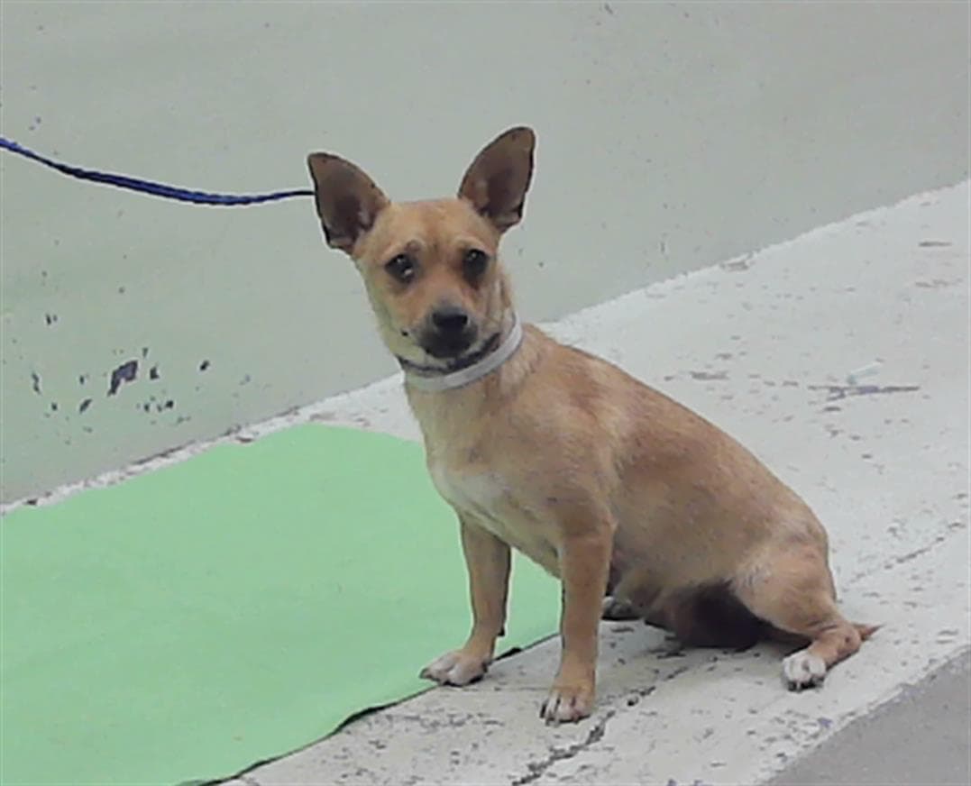 Unknown - Chihuahua