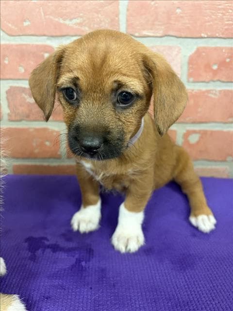 Unknown - Chihuahua