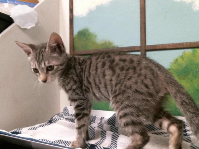 Stacy - Domestic Short Hair