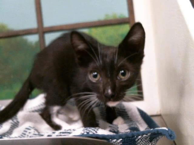 Sara - Domestic Short Hair