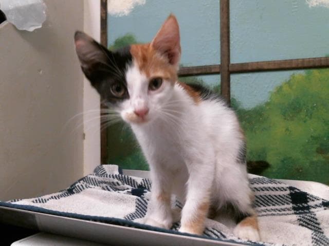 Suzy - Domestic Short Hair