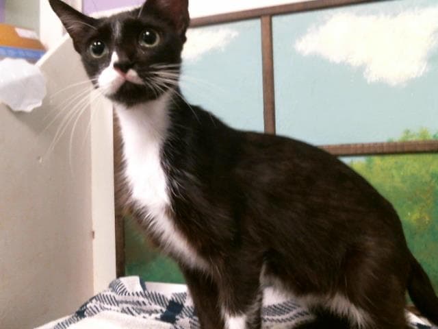 Unknown - Domestic Short Hair