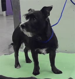 Cody image 1