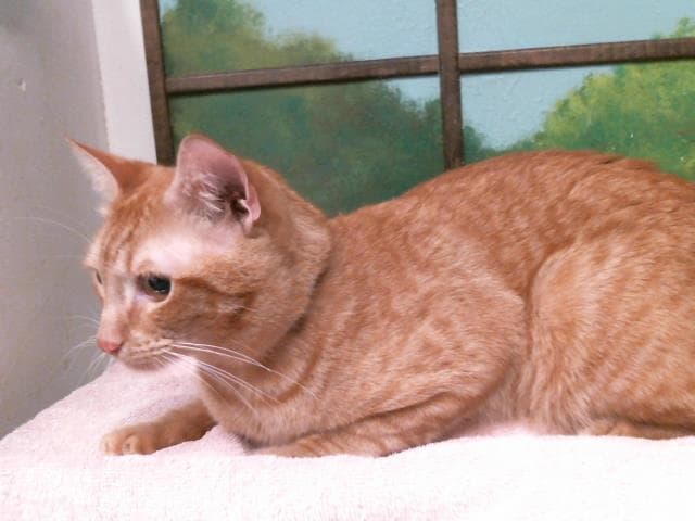 Carrot - Domestic Short Hair