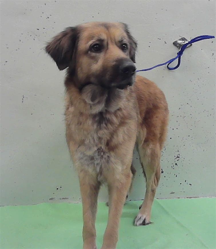 Brownie - German Shepherd Dog