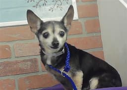 Callie image 1