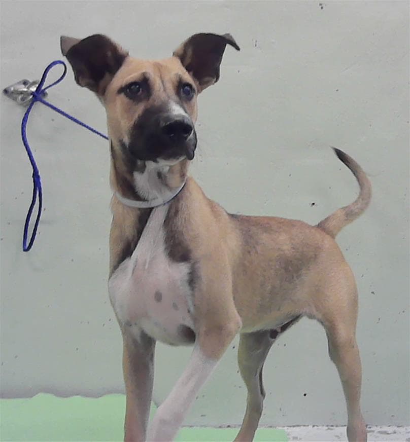 Luigi - Black Mouth Cur