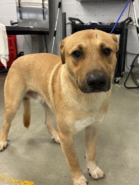 Crimson - Black Mouth Cur