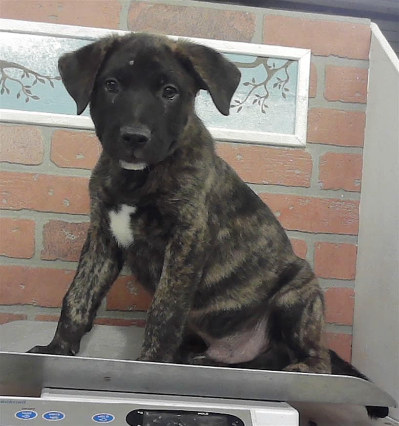 Chungus - Staffordshire Bull Terrier