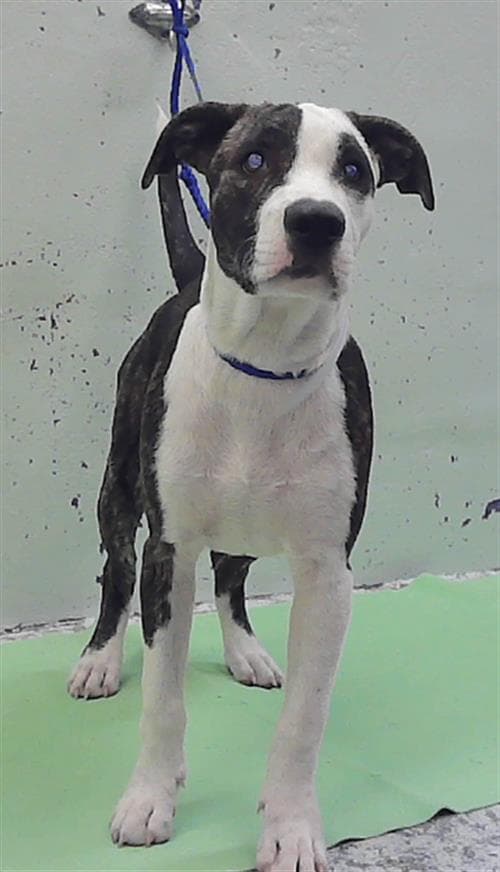 Mario - Staffordshire Bull Terrier