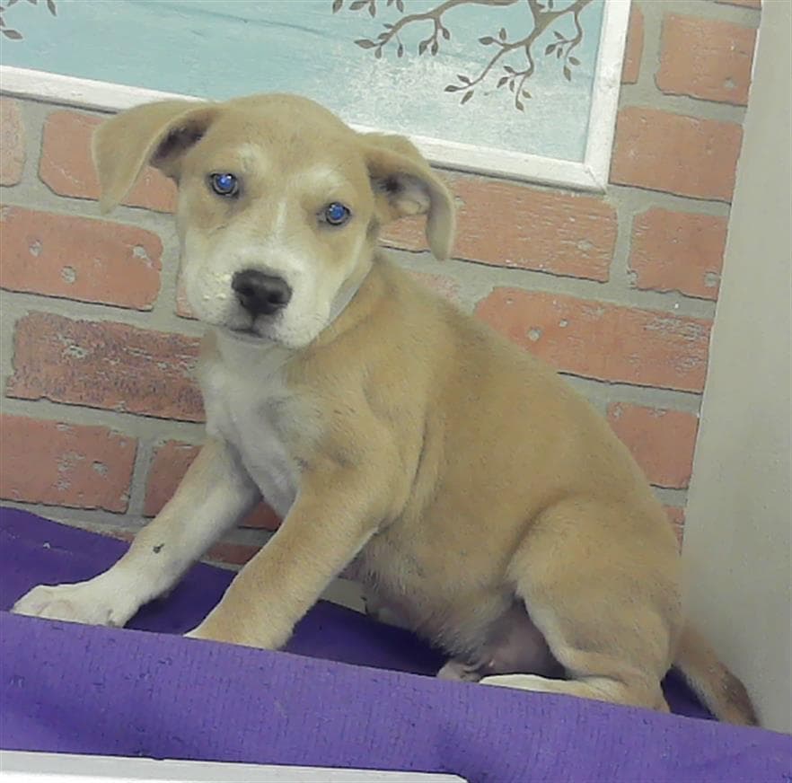 Corbin - Labrador Retriever