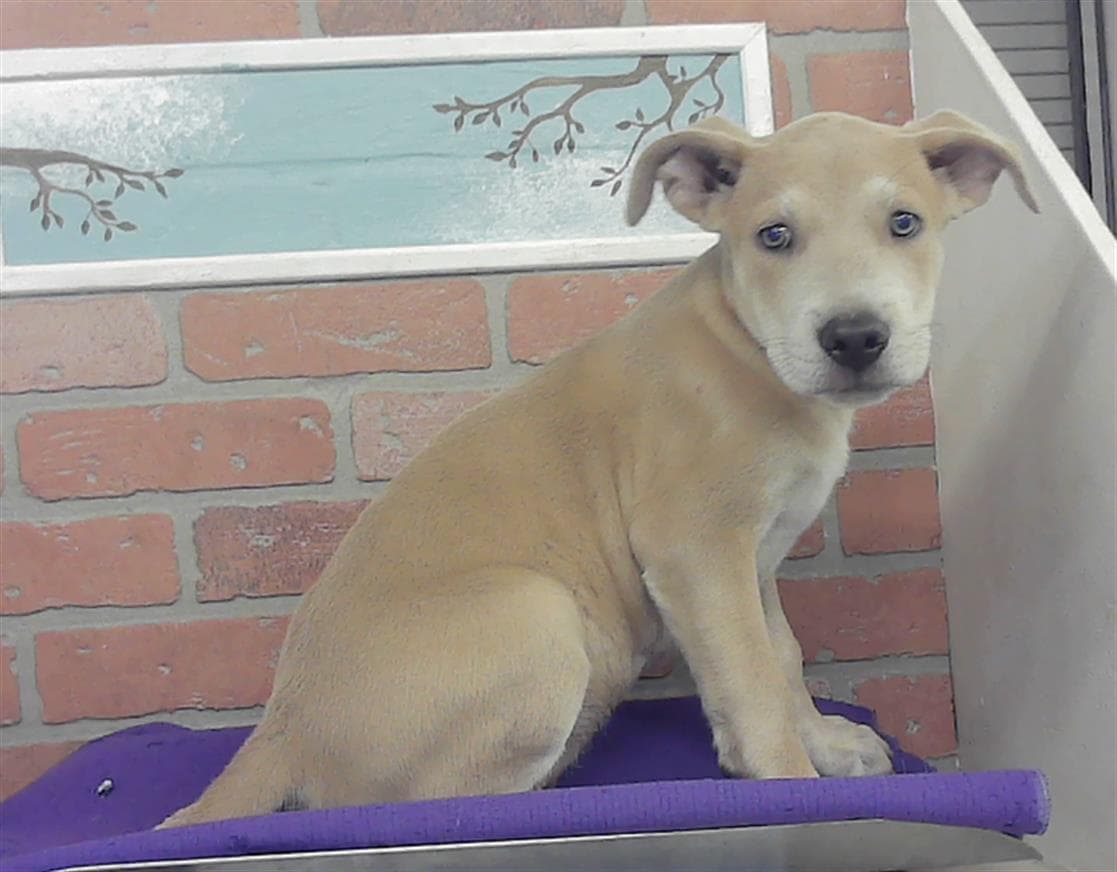 Caleb - Labrador Retriever