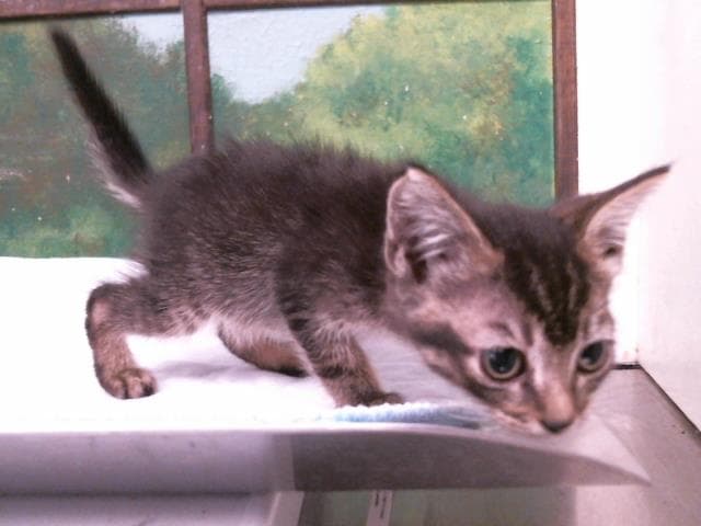 Unknown - Domestic Short Hair