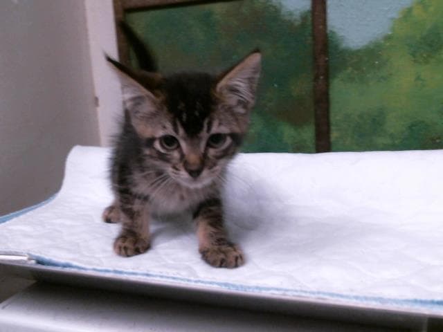 Unknown - Domestic Short Hair