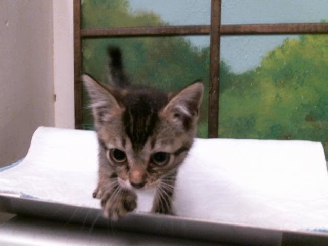 Unknown - Domestic Short Hair