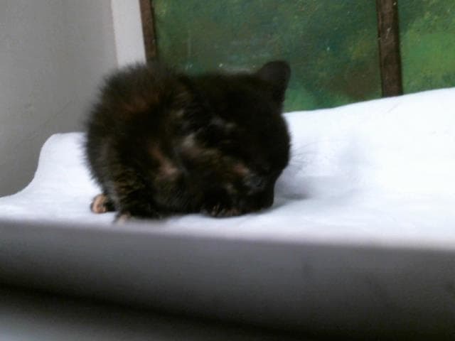 Unknown - Domestic Short Hair