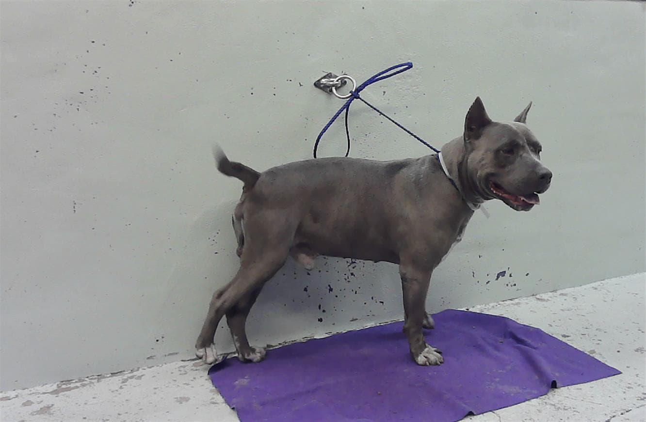 Maverick - Staffordshire Bull Terrier