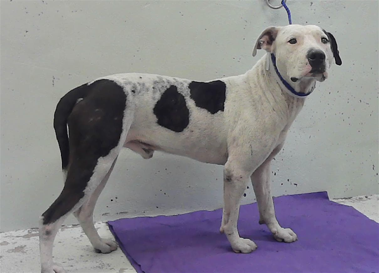 Brick - Staffordshire Bull Terrier