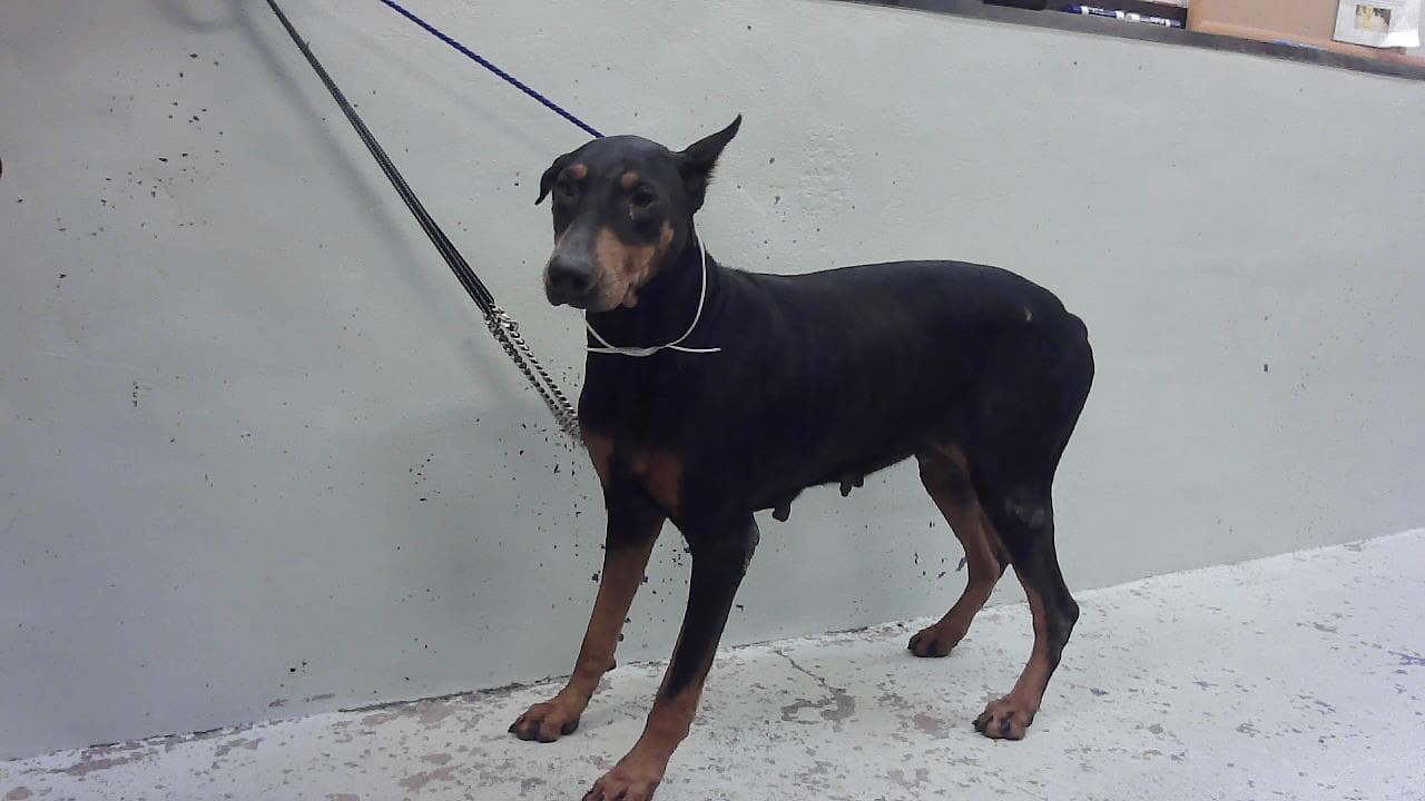 Georgia - Doberman Pinscher