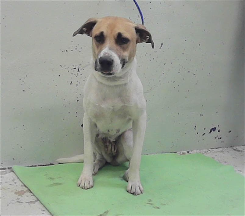 Unknown - Staffordshire Bull Terrier