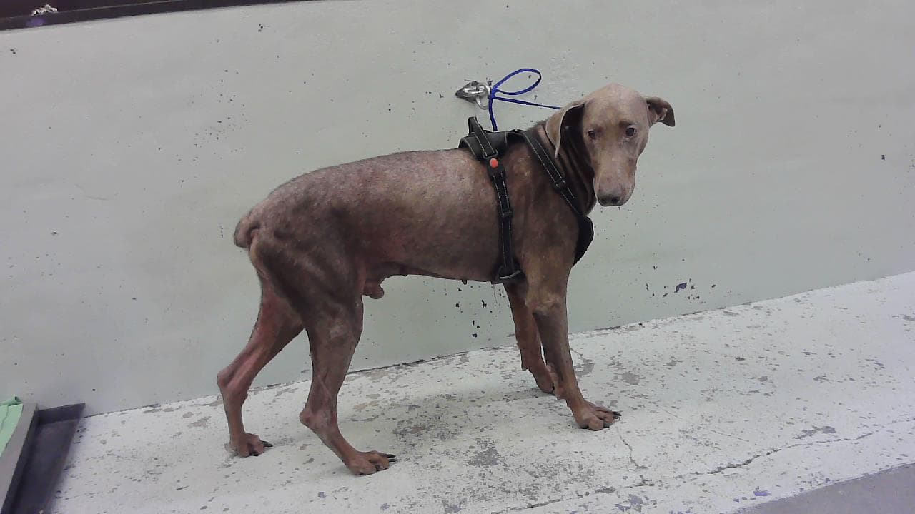 Unknown - Doberman Pinscher