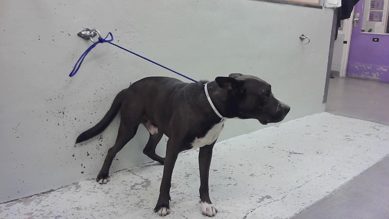 Unknown - Staffordshire Bull Terrier