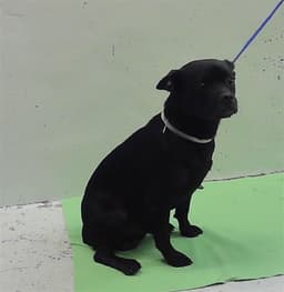 Rex image 1