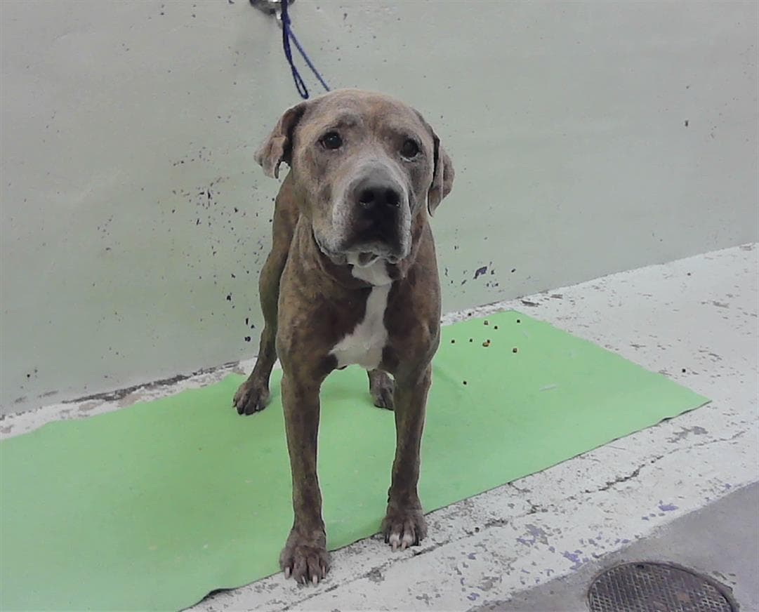 Unknown - Staffordshire Bull Terrier